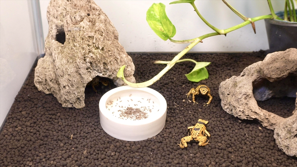 ヤドクガエルの飼育