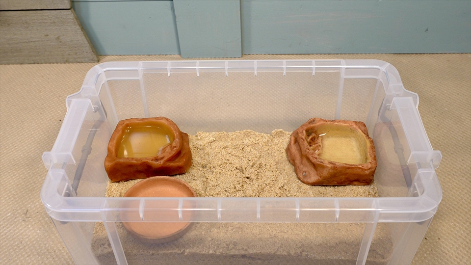 オカヤドカリの飼育環境のセッティング・エサ皿を設置