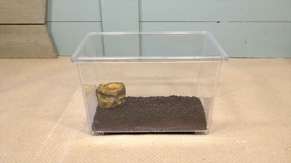 フライッシュマンアマガエルモドキ（グミガエル）の飼育環境のセッティング・レイアウト