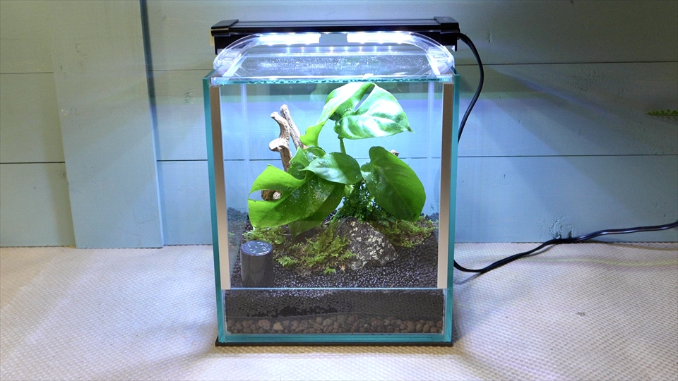 フライッシュマンアマガエルモドキ（グミガエル）用のレイアウトケージ(テラリウム・パルダリウム)を作りました