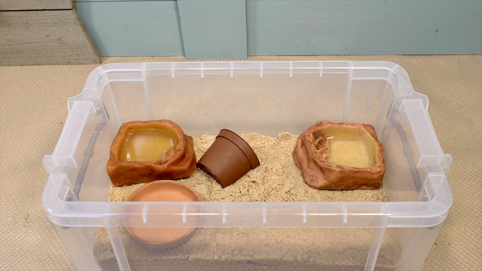 オカヤドカリの飼育環境のセッティング・シェルターを設置