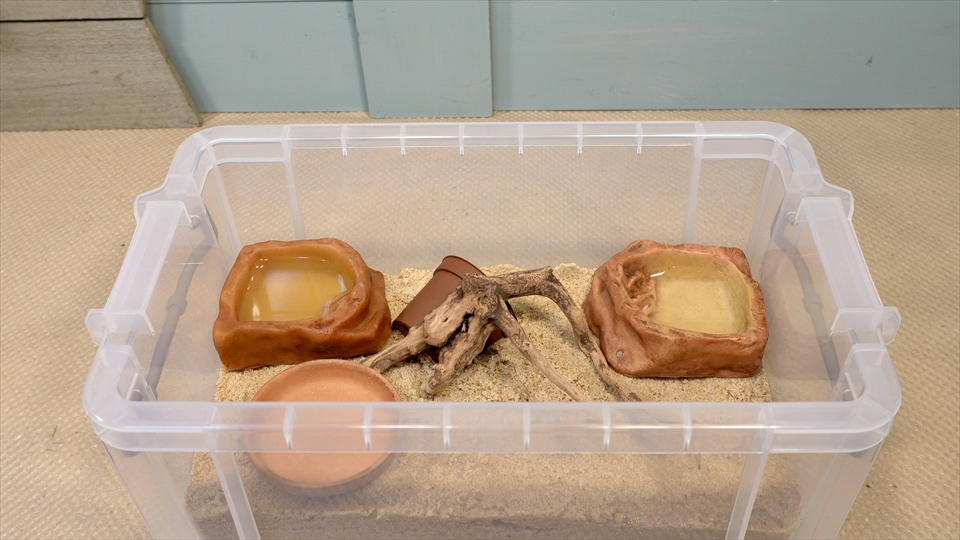 オカヤドカリの飼育環境のセッティング・流木を設置