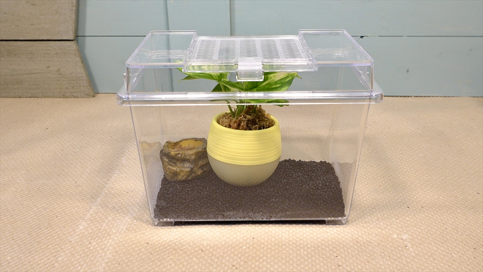 フライッシュマンアマガエルモドキ（グミガエル）の飼育環境のセッティング・レイアウト