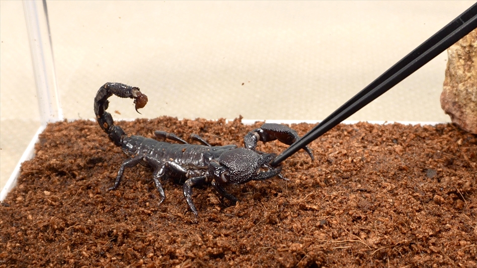 ダイオウサソリ(エンペラースコーピオン)の飼い方・飼育用品・飼育環境・エサ(種類・量・頻度)についてまとめました