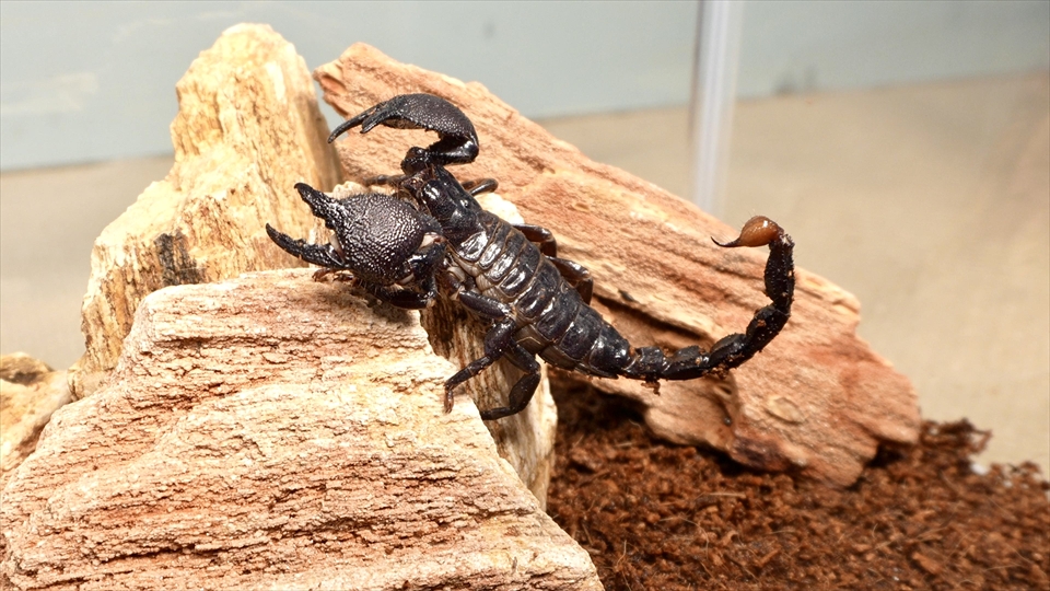 ダイオウサソリ（エンペラースコーピオン）の飼い方・飼育用品・飼育環境・エサ（種類・量・頻度）についてまとめました