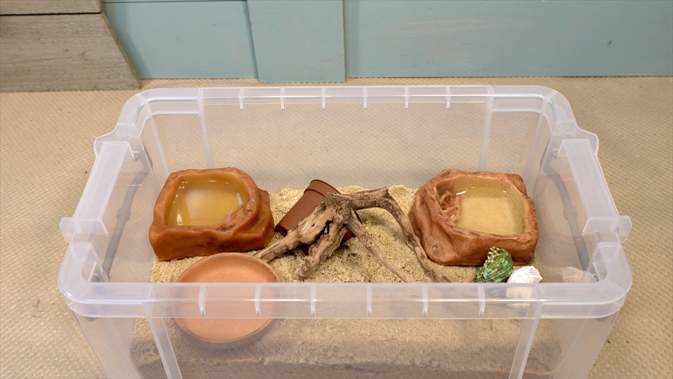 オカヤドカリの飼育環境のセッティング・引っ越し用の貝殻を入れてあげました