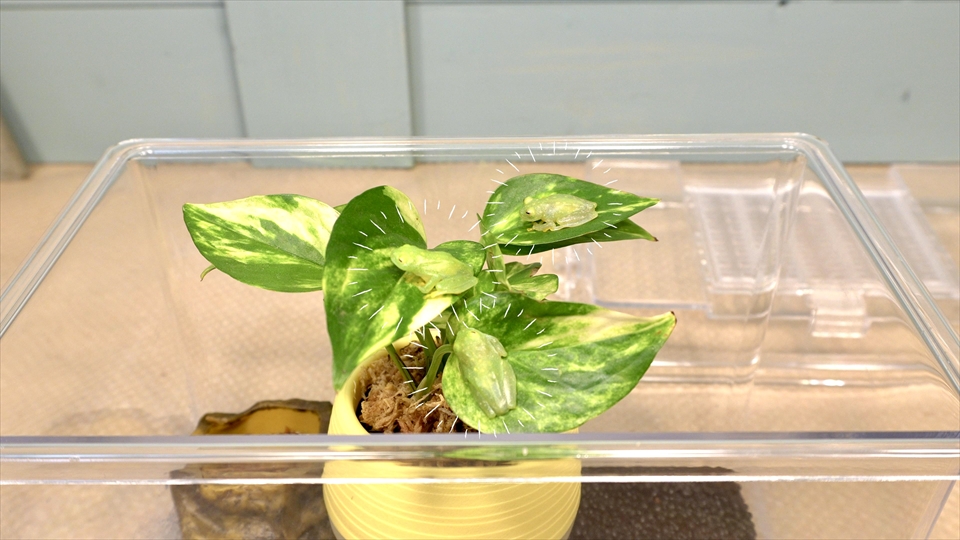 フライッシュマンアマガエルモドキ（グミガエル）の飼育環境のセッティング・レイアウト