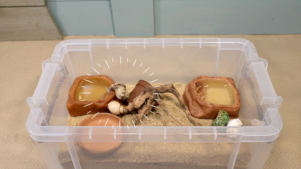 オカヤドカリの飼育環境のセッティング・ヤドカリの入居