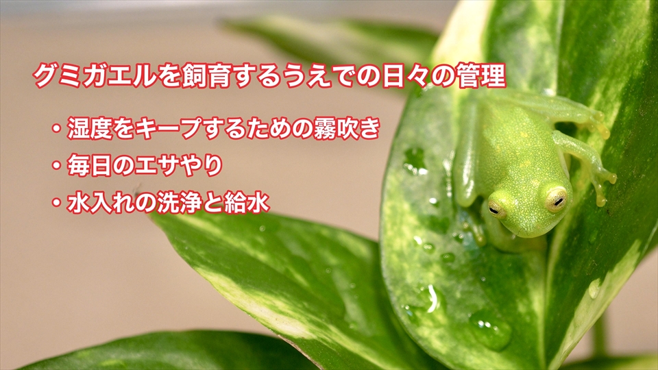 グミガエルを飼育するうえでの日々の管理についてのまとめ