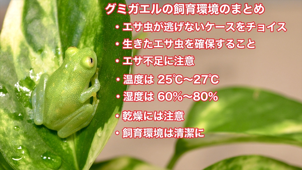 グミガエルの飼育環境についてのまとめ