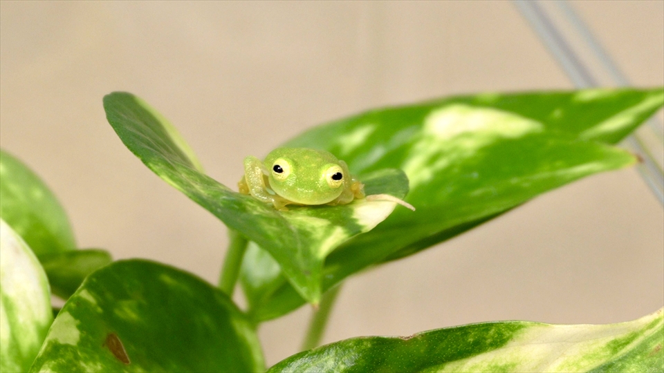 フライッシュマンアマガエルモドキ（グミガエル）の飼い方・飼育用品・飼育環境・エサ（種類・頻度・量・与え方）についてまとめました