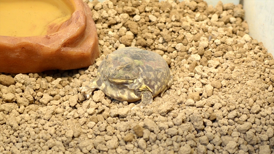 チャコガエルの飼い方・飼育用品・飼育環境・エサ(種類・量・頻度)についてまとめました・乾眠とコクーン(繭)