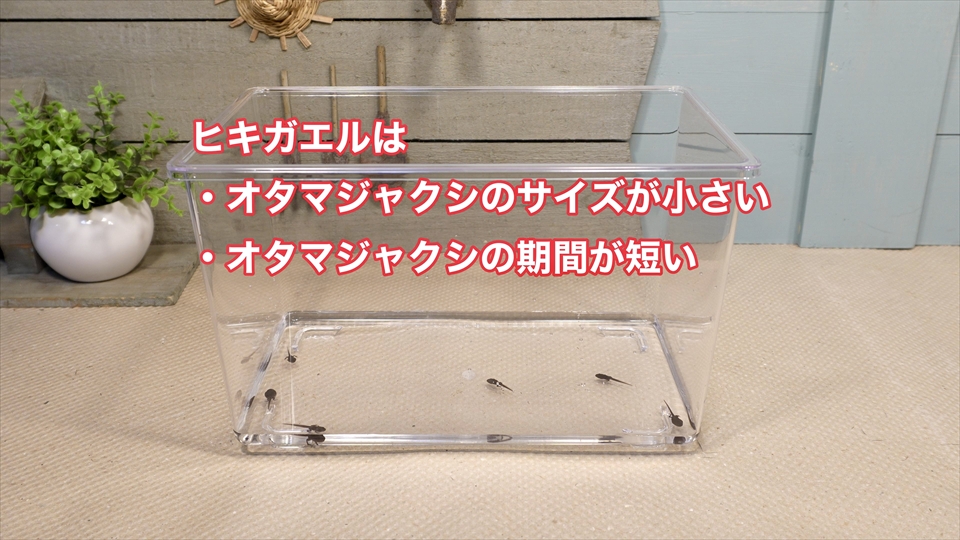 ヒキガエルは、オタマジャクシのサイズが小さく、オタマジャクシの期間が短い
