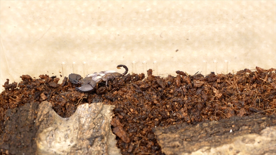 ヤエヤマサソリの繁殖・おすすめの飼育ケース・白いベビーを発見