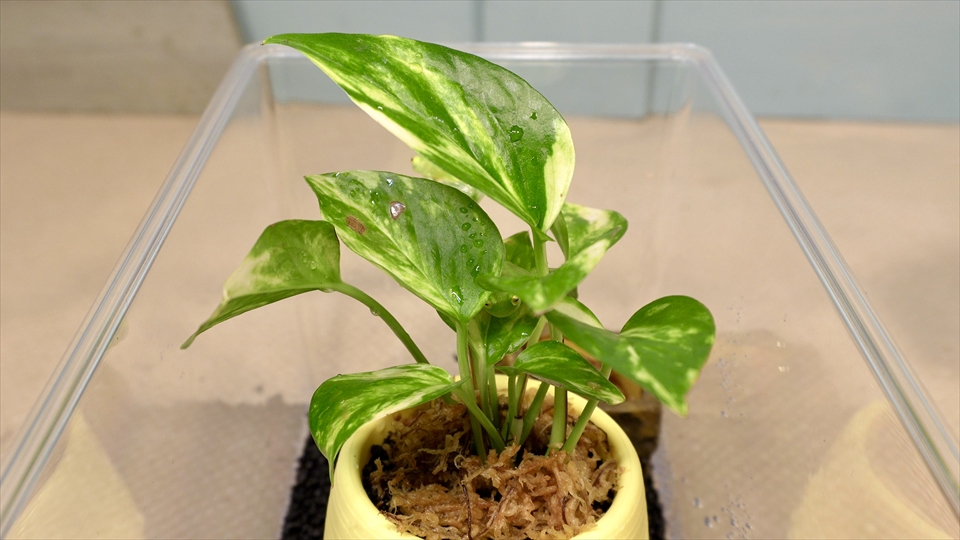 フライッシュマンアマガエルモドキ（グミガエル）の飼い方・飼育用品・飼育環境・エサ（種類・頻度・量・与え方）についてまとめました