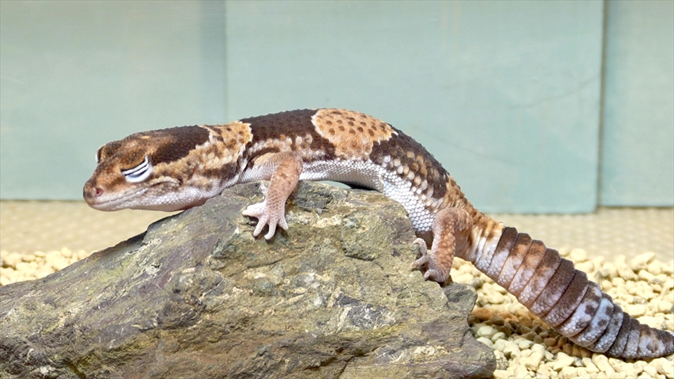 ニシアフロカトカゲモドキの飼い方と飼育環境 ワイルド個体