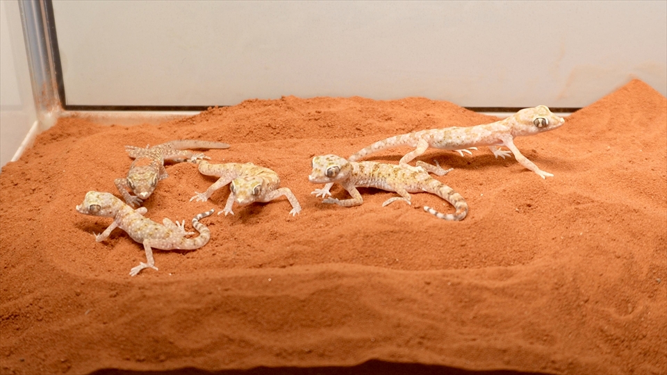 ナミハリユビヤモリ(エレガンスボウユビヤモリ・エレガントハリユビヤモリ)の飼い方・飼育用品・飼育環境・エサ・多頭飼育