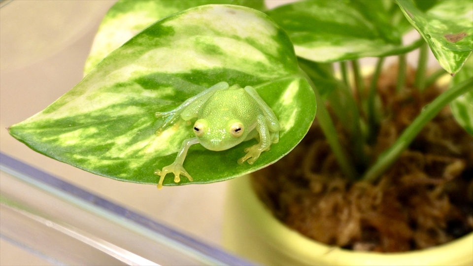 フライッシュマンアマガエルモドキ（グミガエル）の飼い方・飼育用品・飼育環境・エサ（種類・頻度・量・与え方）についてまとめました