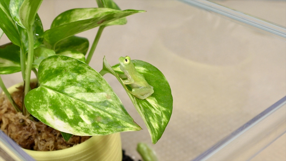 フライッシュマンアマガエルモドキ（グミガエル）の飼い方・飼育用品・飼育環境・エサ（種類・頻度・量・与え方）についてまとめました