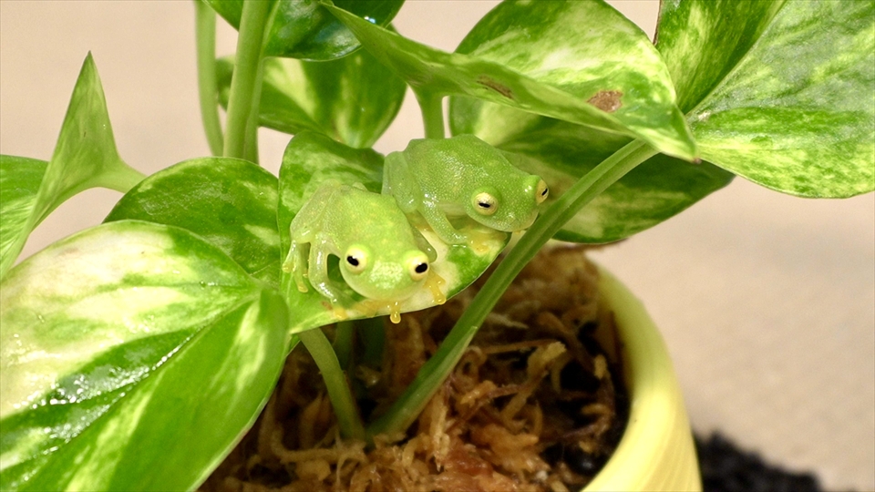 フライッシュマンアマガエルモドキ（グミガエル）の飼い方・飼育用品・飼育環境・エサ（種類・頻度・量・与え方）についてまとめました