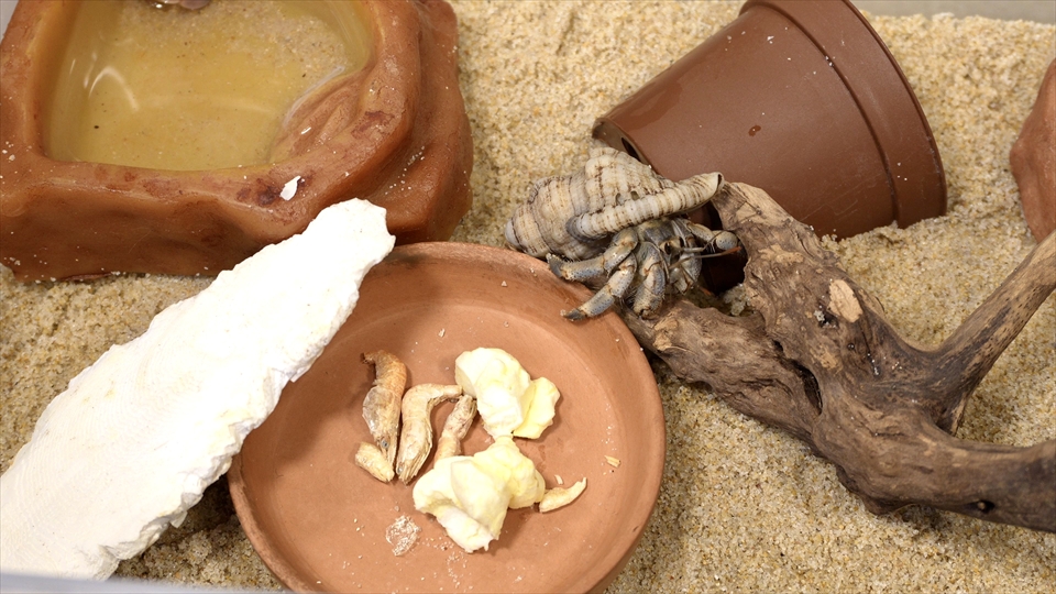 オカヤドカリのエサの与え方