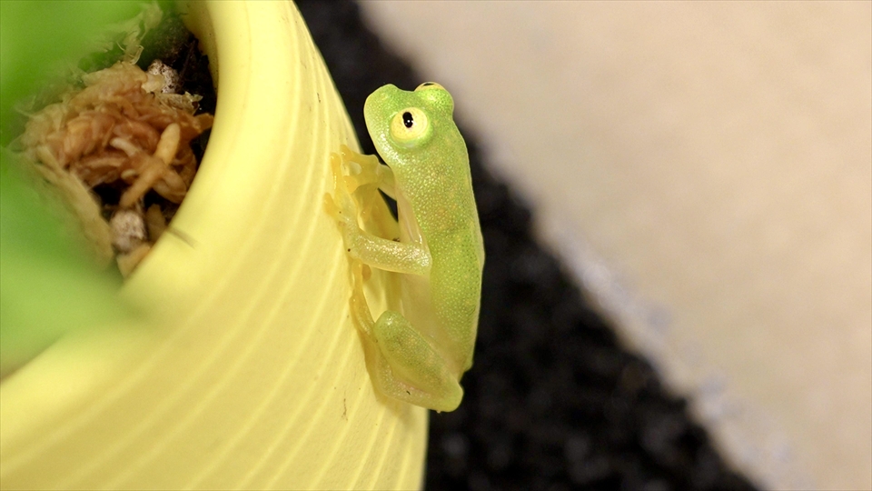 フライッシュマンアマガエルモドキ（グミガエル）の飼い方・飼育用品・飼育環境・エサ（種類・頻度・量・与え方）についてまとめました