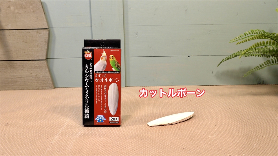 オカヤドカリのカルシウムやミネラル補給のための「カットルボーン」