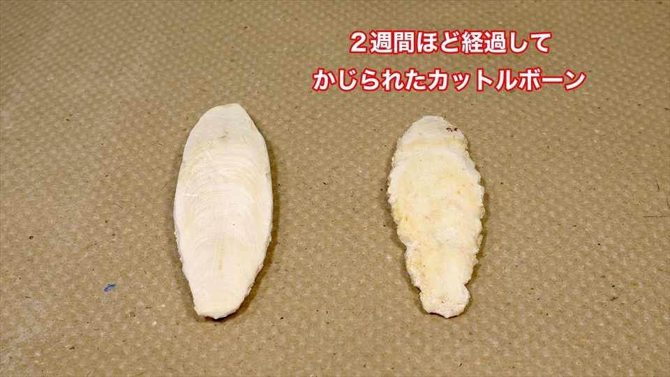 オカヤドカリのカルシウムやミネラル補給のための「カットルボーン」