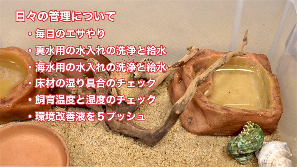 オカヤドカリの飼育をするうえでの日々の管理