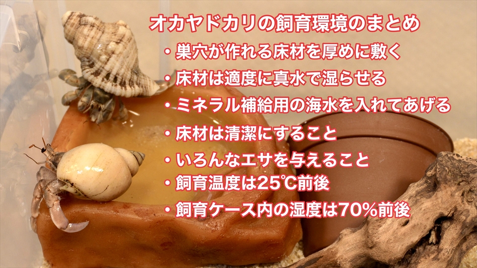 オカヤドカリの飼育環境のまとめ