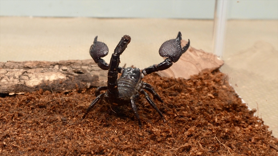 ダイオウサソリ(エンペラースコーピオン、オオコガネサソリ、コウテイオソレサソリ、テイオウサソリ)の飼い方・飼育環境