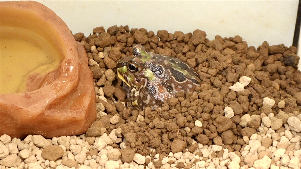 土に潜るチャコガエル