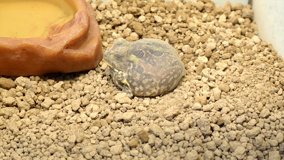チャコガエルの飼い方・飼育用品・飼育環境・エサ(種類・量・頻度)についてまとめました・乾眠とコクーン(繭)