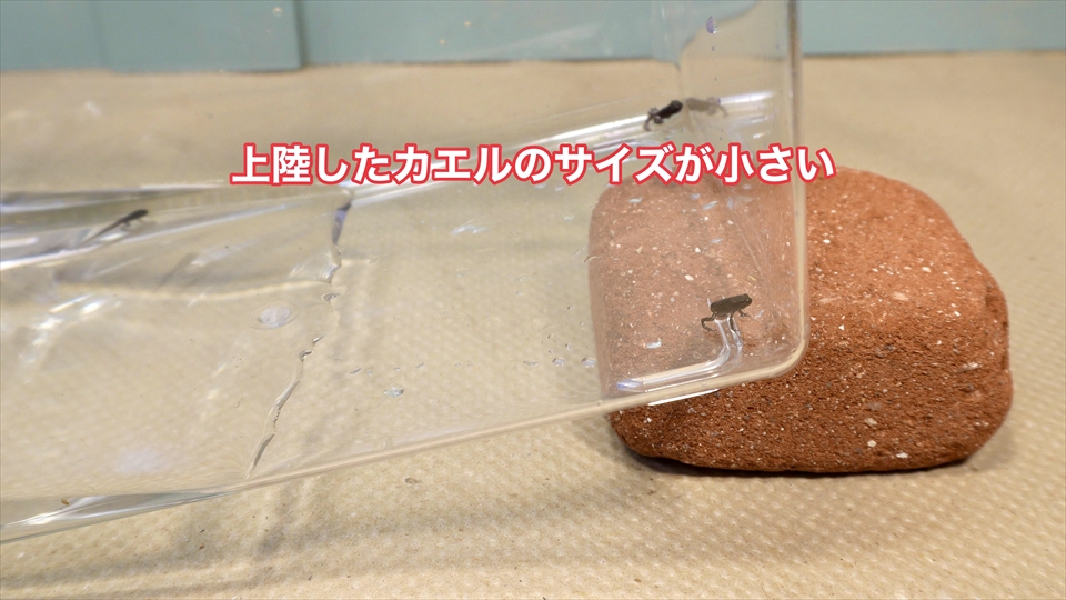 ヒキガエルは、上陸した時のカエルのサイズが小さいと