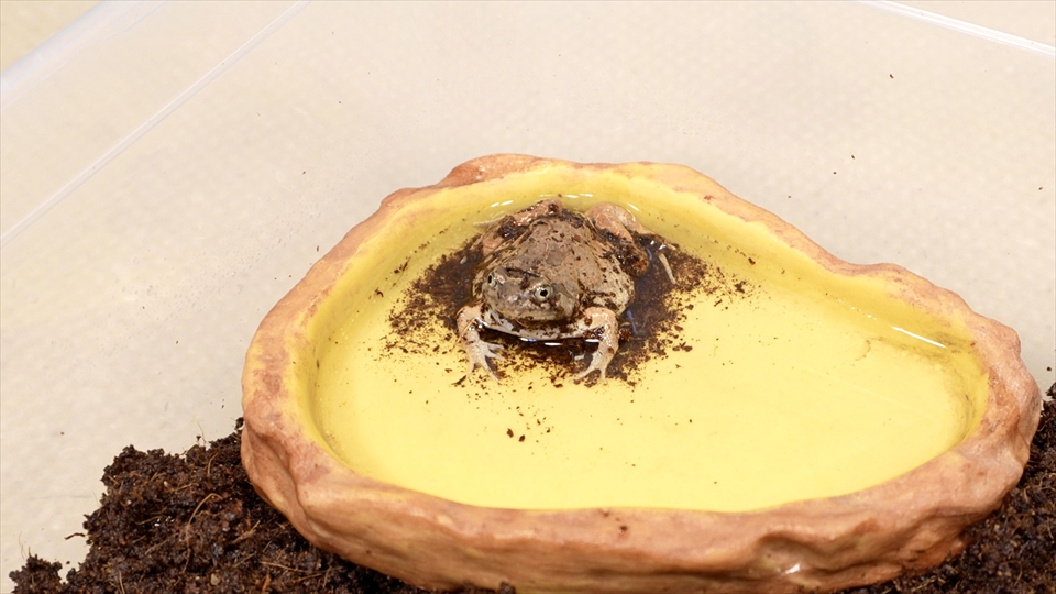 水入れに浸かったビルマコガタジムグリガエル