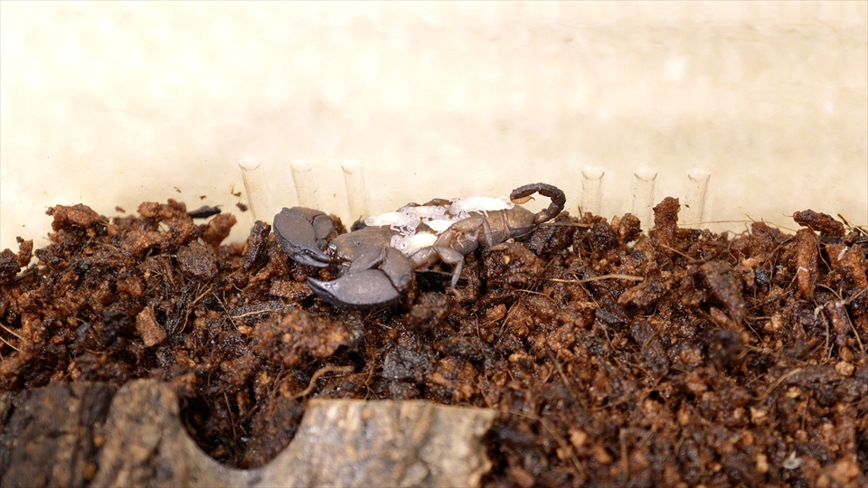 ヤエヤマサソリの生まれたばかりの子供が、母親の背中に乗って生活します
