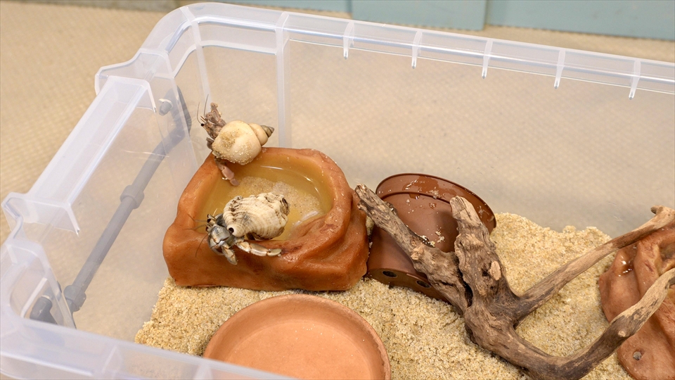 オカヤドカリの呼吸は、腹部による皮膚呼吸がメインですが、エラ呼吸も行います