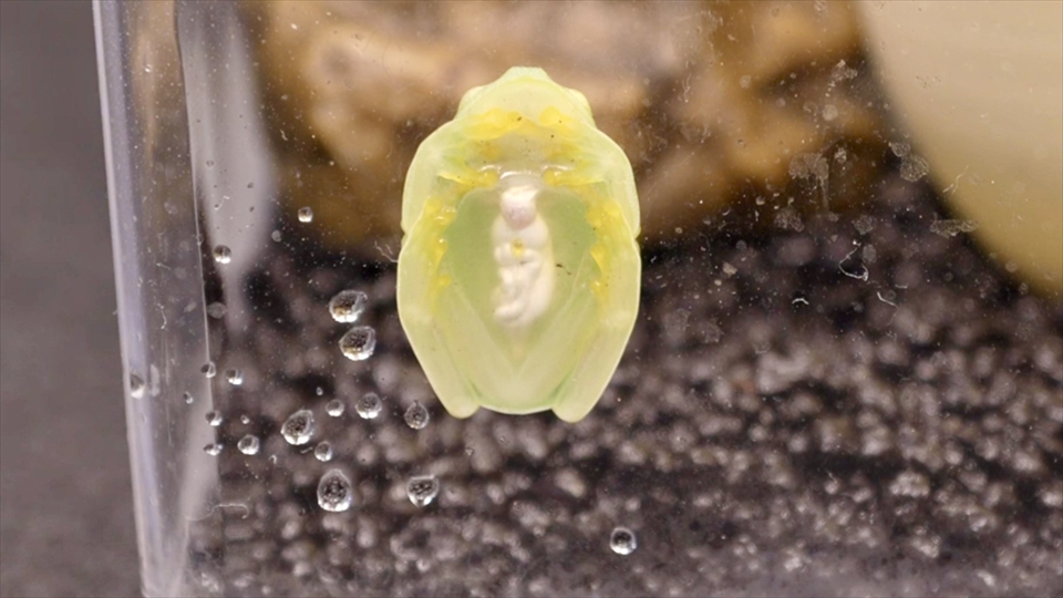 フライッシュマンアマガエルモドキ（グミガエル）の飼い方・飼育用品・飼育環境・エサ（種類・頻度・量・与え方）についてまとめました