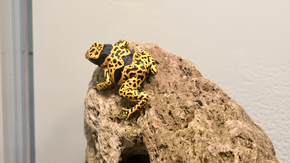 キオビヤドクガエルの飼育環境