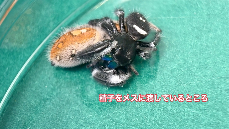 リーガルジャンピングスパイダーの交接
