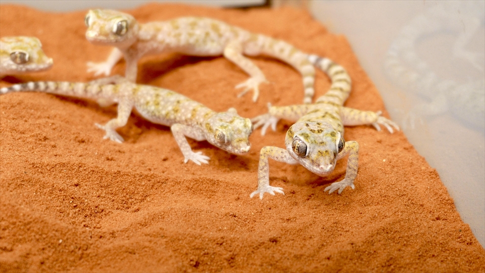 ナミハリユビヤモリ(エレガンスボウユビヤモリ・エレガントハリユビヤモリ)の飼い方・飼育用品・飼育環境・エサ・エジプト便で入荷