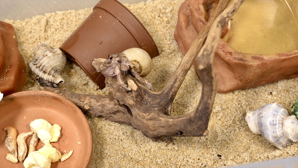 オカヤドカリ（ムラサキオカヤドカリ・ナキオカヤドカリ）の飼い方や飼育用品、飼育環境のセッティング、温度管理、エサ（種類・量・頻度）などについてまとめました