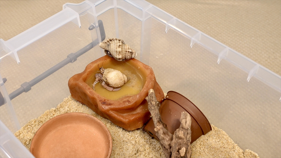 オカヤドカリの飼育のポイントは、清潔で居心地の良い環境をキープしてあげること