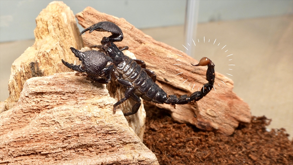 ダイオウサソリ(エンペラースコーピオン、オオコガネサソリ、コウテイオソレサソリ、テイオウサソリ)の毒腺と毒針