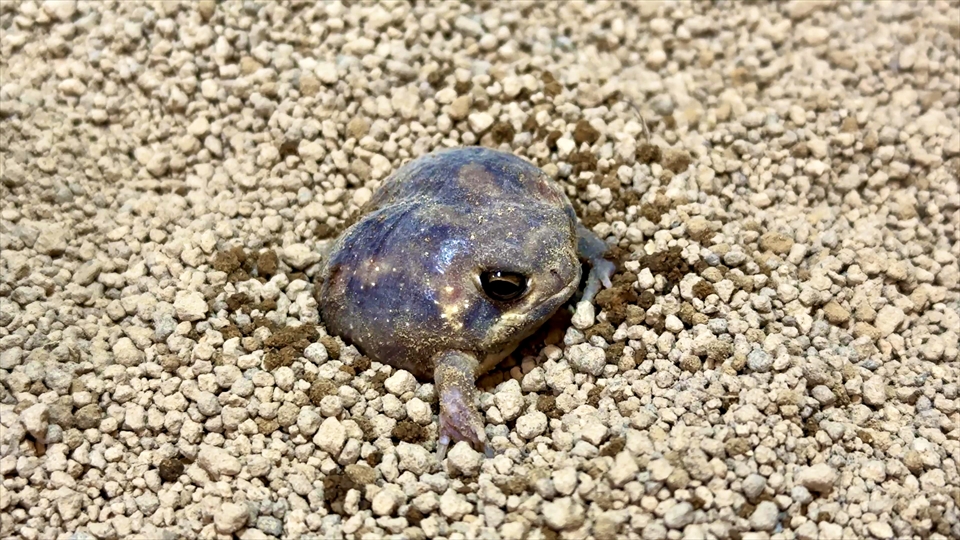 アメフクラガエル