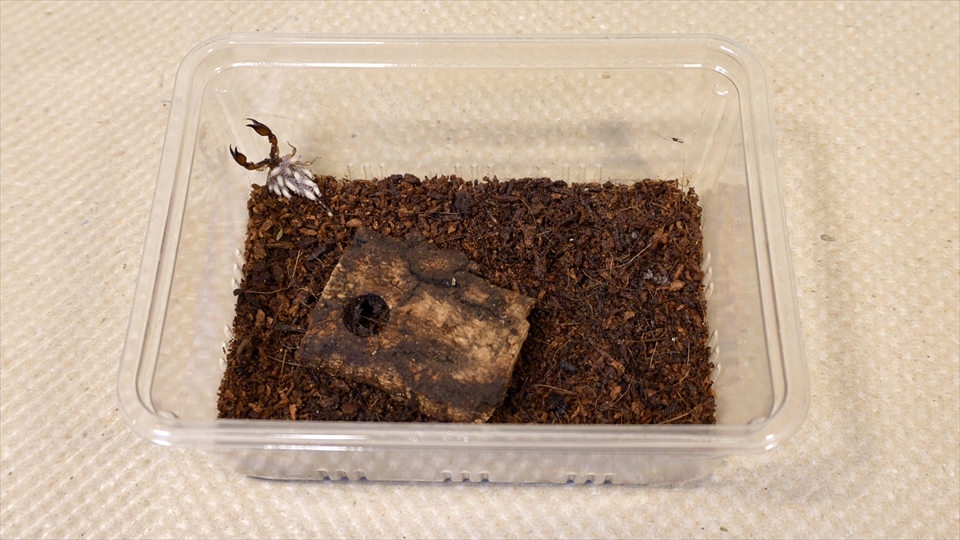 ヤエヤマサソリの繁殖・赤ちゃんが生まれたら、エサ用の昆虫に食べられないように隔離する