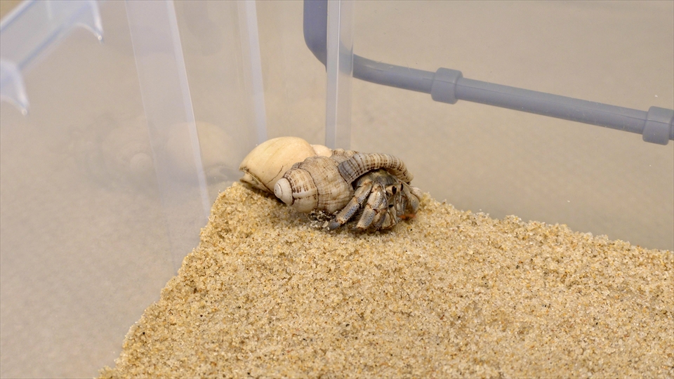 オカヤドカリは、雑食性で、動物性のものから植物性のものまでいろんなものを食べるため、「掃除屋さん」と呼ばれます