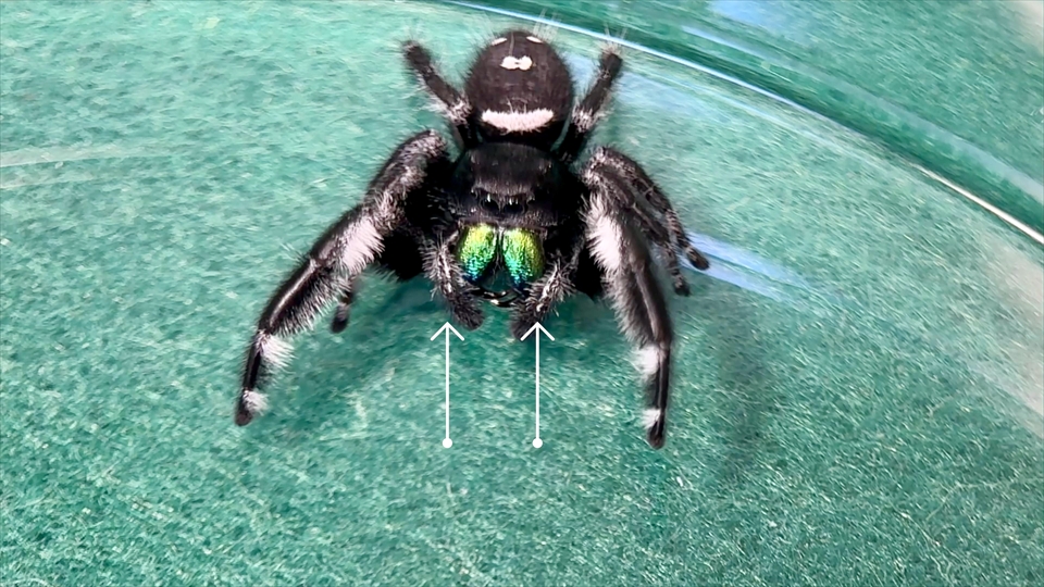 リーガルジャンピングスパイダーのオスの触肢