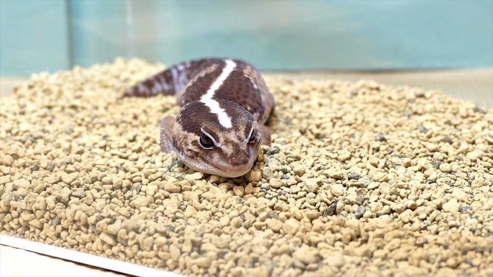 ニシアフロカトカゲモドキの飼い方と飼育環境