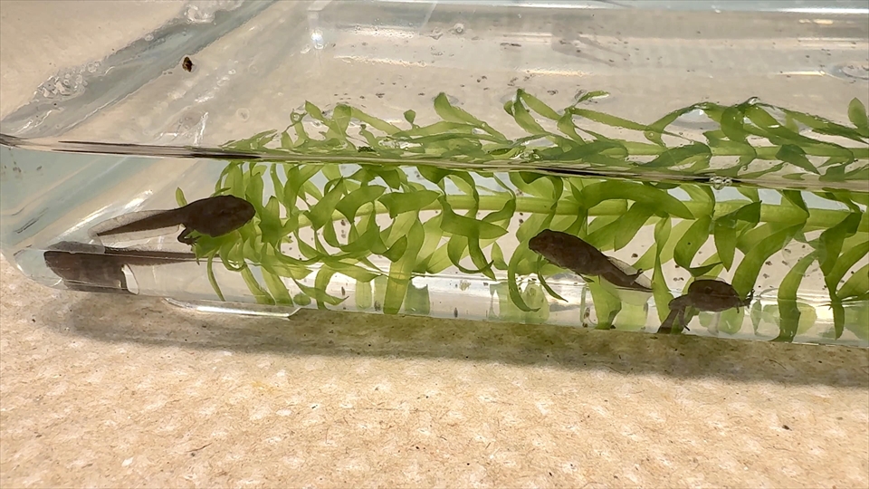 ヒキガエル上陸！オタマジャクシからカエルまでの記録・飼い方・飼育環境・おすすめの水草アナカリス